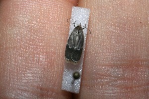  ( - 11-SRNP-40942)  @12 [ ] CreativeCommons - Attribution Non-Commercial Share-Alike (2012) Daniel H. Janzen Guanacaste Dry Forest Conservation Fund