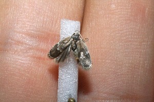  ( - 11-SRNP-40943)  @12 [ ] CreativeCommons - Attribution Non-Commercial Share-Alike (2012) Daniel H. Janzen Guanacaste Dry Forest Conservation Fund