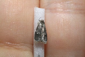  ( - 11-SRNP-40946)  @12 [ ] CreativeCommons - Attribution Non-Commercial Share-Alike (2012) Daniel H. Janzen Guanacaste Dry Forest Conservation Fund