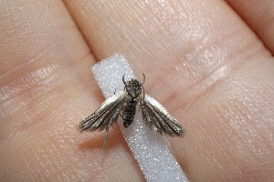  ( - 11-SRNP-40948)  @12 [ ] CreativeCommons - Attribution Non-Commercial Share-Alike (2012) Daniel H. Janzen Guanacaste Dry Forest Conservation Fund