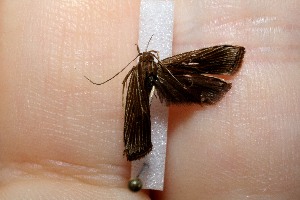  ( - 11-SRNP-41186)  @12 [ ] CreativeCommons - Attribution Non-Commercial Share-Alike (2012) Daniel H. Janzen Guanacaste Dry Forest Conservation Fund