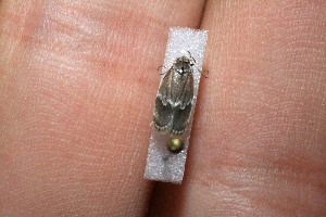  ( - 11-SRNP-41680)  @12 [ ] CreativeCommons - Attribution Non-Commercial Share-Alike (2012) Daniel H. Janzen Guanacaste Dry Forest Conservation Fund