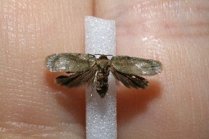  ( - 11-SRNP-42126)  @12 [ ] CreativeCommons - Attribution Non-Commercial Share-Alike (2012) Daniel H. Janzen Guanacaste Dry Forest Conservation Fund