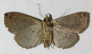  ( - 11-SRNP-70167)  @12 [ ] CreativeCommons - Attribution Non-Commercial Share-Alike (2012) Daniel H. Janzen Guanacaste Dry Forest Conservation Fund