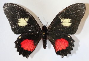  ( - 12-SRNP-544)  @14 [ ] CreativeCommons - Attribution Non-Commercial Share-Alike (2015) Daniel H. Janzen Guanacaste Dry Forest Conservation Fund