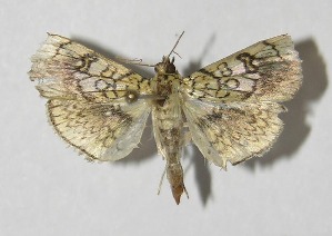  ( - 13-SRNP-71467)  @13 [ ] CreativeCommons - Attribution Non-Commercial Share-Alike (2014) Daniel H. Janzen Guanacaste Dry Forest Conservation Fund