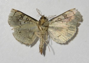  ( - 13-SRNP-71467)  @13 [ ] CreativeCommons - Attribution Non-Commercial Share-Alike (2014) Daniel H. Janzen Guanacaste Dry Forest Conservation Fund