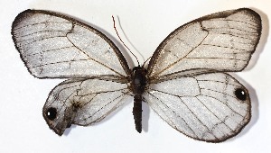  ( - 14-SRNP-40646)  @12 [ ] CreativeCommons - Attribution Non-Commercial Share-Alike (2014) Daniel H. Janzen Guanacaste Dry Forest Conservation Fund