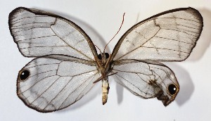  ( - 14-SRNP-40646)  @12 [ ] CreativeCommons - Attribution Non-Commercial Share-Alike (2014) Daniel H. Janzen Guanacaste Dry Forest Conservation Fund