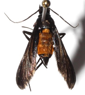  ( - 14-SRNP-40698)  @12 [ ] CreativeCommons  Attribution Non-Commercial Share-Alike (2017) Daniel H. Janzen Guanacaste Dry Forest Conservation Fund