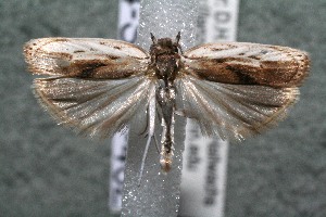  ( - 14-SRNP-462)  @14 [ ] CreativeCommons - Attribution Non-Commercial Share-Alike (2014) Daniel H. Janzen Guanacaste Dry Forest Conservation Fund