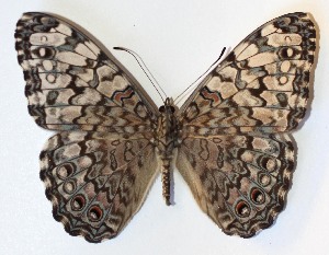  ( - 14-SRNP-55908)  @14 [ ] CreativeCommons - Attribution Non-Commercial Share-Alike (2015) Daniel H. Janzen Guanacaste Dry Forest Conservation Fund