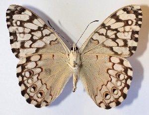  ( - 14-SRNP-55908)  @14 [ ] CreativeCommons - Attribution Non-Commercial Share-Alike (2015) Daniel H. Janzen Guanacaste Dry Forest Conservation Fund