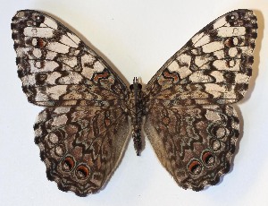  ( - 14-SRNP-56116)  @14 [ ] CreativeCommons - Attribution Non-Commercial Share-Alike (2015) Daniel H. Janzen Guanacaste Dry Forest Conservation Fund