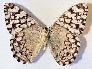  ( - 14-SRNP-56116)  @14 [ ] CreativeCommons - Attribution Non-Commercial Share-Alike (2015) Daniel H. Janzen Guanacaste Dry Forest Conservation Fund