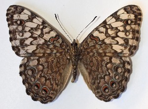  ( - 14-SRNP-56120)  @14 [ ] CreativeCommons - Attribution Non-Commercial Share-Alike (2015) Daniel H. Janzen Guanacaste Dry Forest Conservation Fund