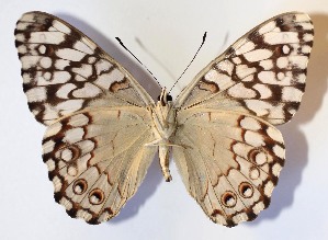  ( - 14-SRNP-56120)  @14 [ ] CreativeCommons - Attribution Non-Commercial Share-Alike (2015) Daniel H. Janzen Guanacaste Dry Forest Conservation Fund