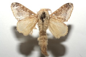  ( - 15-SRNP-102098)  @14 [ ] CreativeCommons  Attribution Non-Commercial Share-Alike (2016) Unspecified Guanacaste Dry Forest Conservation Fund