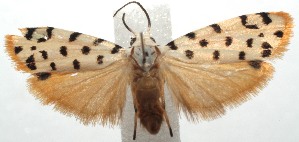  ( - 15-SRNP-102364)  @14 [ ] CreativeCommons  Attribution Non-Commercial Share-Alike (2016) Unspecified Guanacaste Dry Forest Conservation Fund