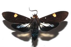  ( - 15-SRNP-102735)  @14 [ ] CreativeCommons  Attribution Non-Commercial Share-Alike (2016) Unspecified Guanacaste Dry Forest Conservation Fund