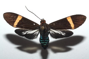  ( - 15-SRNP-103060)  @14 [ ] CreativeCommons  Attribution Non-Commercial Share-Alike (2016) Unspecified Guanacaste Dry Forest Conservation Fund