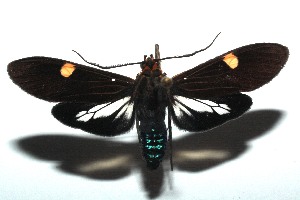  ( - 15-SRNP-103267)  @14 [ ] CreativeCommons  Attribution Non-Commercial Share-Alike (2016) Unspecified Guanacaste Dry Forest Conservation Fund