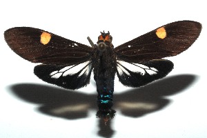  ( - 15-SRNP-103268)  @14 [ ] CreativeCommons  Attribution Non-Commercial Share-Alike (2016) Unspecified Guanacaste Dry Forest Conservation Fund