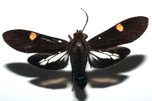  ( - 15-SRNP-103270)  @14 [ ] CreativeCommons  Attribution Non-Commercial Share-Alike (2016) Unspecified Guanacaste Dry Forest Conservation Fund