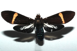  ( - 15-SRNP-103271)  @14 [ ] CreativeCommons  Attribution Non-Commercial Share-Alike (2016) Unspecified Guanacaste Dry Forest Conservation Fund