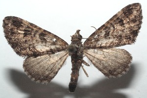  ( - 16-SRNP-100060)  @12 [ ] CreativeCommons  Attribution Non-Commercial Share-Alike (2016) Unspecified Guanacaste Dry Forest Conservation Fund