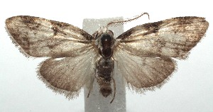  ( - 16-SRNP-100247)  @13 [ ] CreativeCommons  Attribution Non-Commercial Share-Alike (2016) Unspecified Guanacaste Dry Forest Conservation Fund