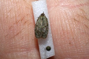  ( - 11-SRNP-1068)  @12 [ ] CreativeCommons - Attribution Non-Commercial Share-Alike (2012) Daniel H. Janzen Guanacaste Dry Forest Conservation Fund