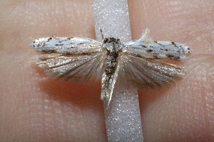  ( - 11-SRNP-2136)  @12 [ ] CreativeCommons - Attribution Non-Commercial Share-Alike (2012) Daniel H. Janzen Guanacaste Dry Forest Conservation Fund