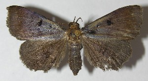  ( - 11-SRNP-31395)  @13 [ ] CreativeCommons - Attribution Non-Commercial Share-Alike (2012) Daniel H. Janzen Guanacaste Dry Forest Conservation Fund