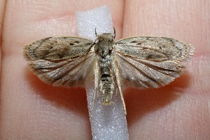  ( - 11-SRNP-43682)  @14 [ ] CreativeCommons - Attribution Non-Commercial Share-Alike (2012) Daniel H. Janzen Guanacaste Dry Forest Conservation Fund