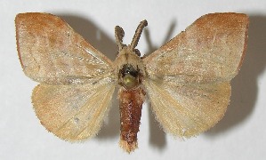  ( - 11-SRNP-55323)  @14 [ ] CreativeCommons - Attribution Non-Commercial Share-Alike (2012) Daniel H. Janzen Guanacaste Dry Forest Conservation Fund