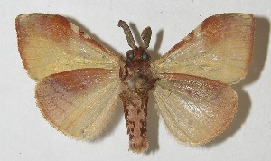  ( - 11-SRNP-55323)  @14 [ ] CreativeCommons - Attribution Non-Commercial Share-Alike (2012) Daniel H. Janzen Guanacaste Dry Forest Conservation Fund