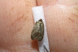  ( - 11-SRNP-67155)  @12 [ ] CreativeCommons - Attribution Non-Commercial Share-Alike (2012) Daniel H. Janzen Guanacaste Dry Forest Conservation Fund