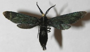  ( - 11-SRNP-2517)  @12 [ ] CreativeCommons - Attribution Non-Commercial Share-Alike (2012) Daniel H. Janzen Guanacaste Dry Forest Conservation Fund