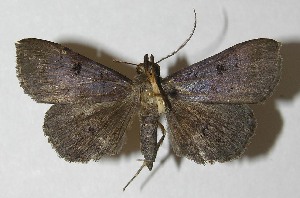  ( - 11-SRNP-32126)  @13 [ ] CreativeCommons - Attribution Non-Commercial Share-Alike (2012) Daniel H. Janzen Guanacaste Dry Forest Conservation Fund