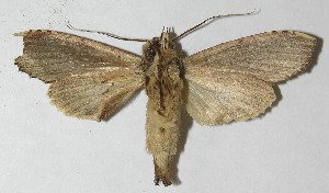  ( - 11-SRNP-32280)  @14 [ ] CreativeCommons - Attribution Non-Commercial Share-Alike (2012) Daniel H. Janzen Guanacaste Dry Forest Conservation Fund