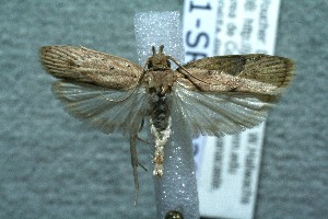  ( - 11-SRNP-22809)  @14 [ ] CreativeCommons - Attribution Non-Commercial Share-Alike (2012) Daniel H. Janzen Guanacaste Dry Forest Conservation Fund