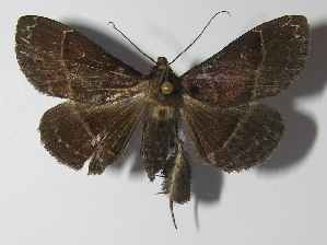  ( - 11-SRNP-32907)  @14 [ ] CreativeCommons - Attribution Non-Commercial Share-Alike (2012) Daniel H. Janzen Guanacaste Dry Forest Conservation Fund