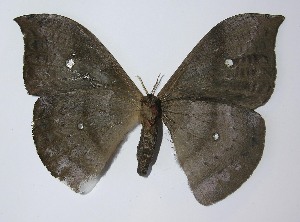  ( - 11-SRNP-3535)  @14 [ ] CreativeCommons - Attribution Non-Commercial Share-Alike (2012) Daniel H. Janzen Guanacaste Dry Forest Conservation Fund