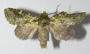  ( - 11-SRNP-43868)  @14 [ ] CreativeCommons - Attribution Non-Commercial Share-Alike (2012) Daniel H. Janzen Guanacaste Dry Forest Conservation Fund