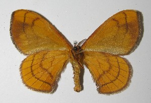  ( - 11-SRNP-71217)  @14 [ ] CreativeCommons - Attribution Non-Commercial Share-Alike (2012) Daniel H. Janzen Guanacaste Dry Forest Conservation Fund