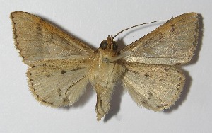  ( - 11-SRNP-72077)  @13 [ ] CreativeCommons - Attribution Non-Commercial Share-Alike (2012) Daniel H. Janzen Guanacaste Dry Forest Conservation Fund