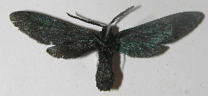  ( - 11-SRNP-2511)  @12 [ ] CreativeCommons - Attribution Non-Commercial Share-Alike (2012) Daniel H. Janzen Guanacaste Dry Forest Conservation Fund