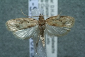  ( - 11-SRNP-4625)  @14 [ ] CreativeCommons - Attribution Non-Commercial Share-Alike (2012) Daniel H. Janzen Guanacaste Dry Forest Conservation Fund