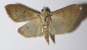  ( - 11-SRNP-75973)  @14 [ ] CreativeCommons - Attribution Non-Commercial Share-Alike (2012) Daniel H. Janzen Guanacaste Dry Forest Conservation Fund